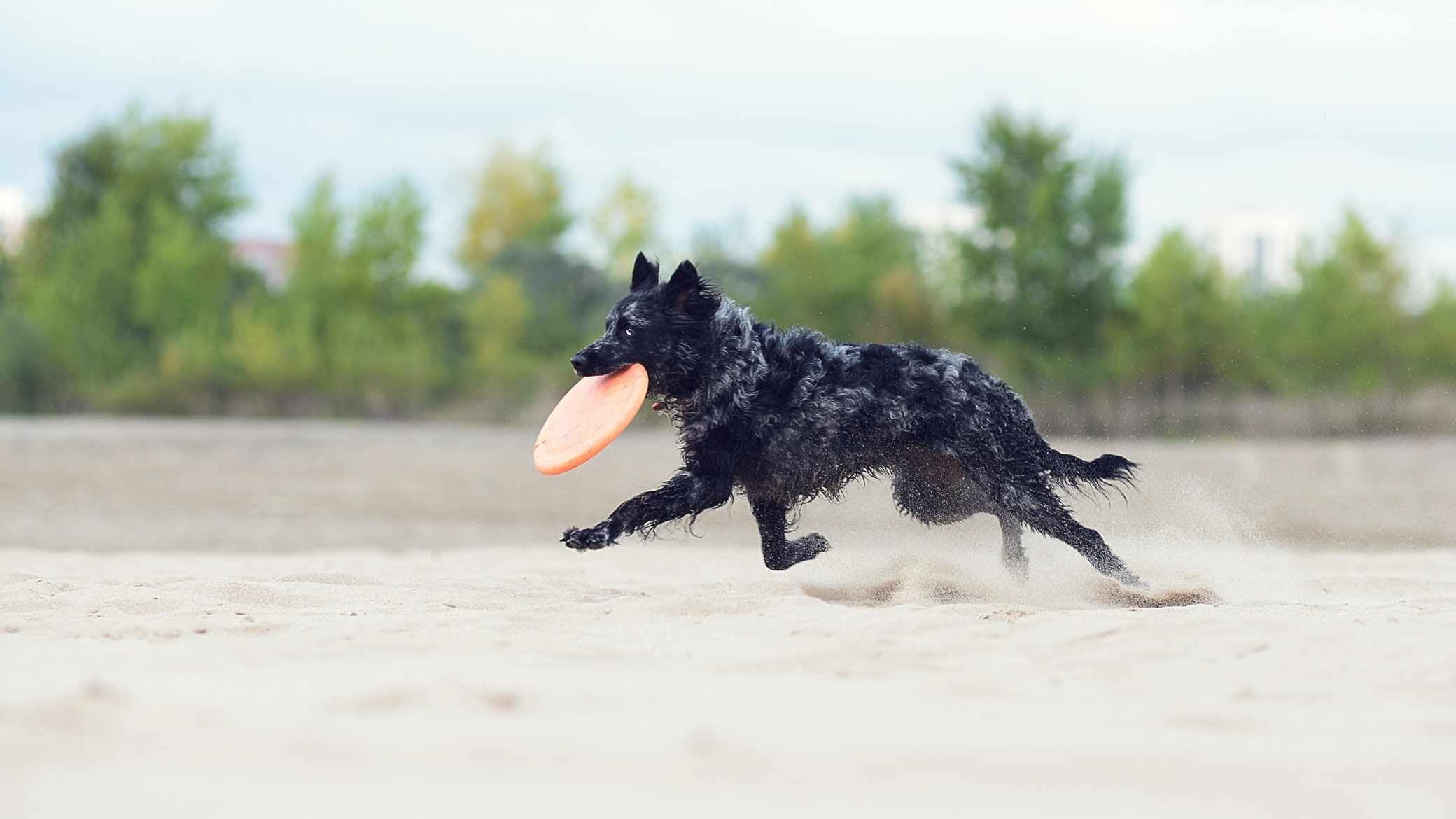 mudi köpek