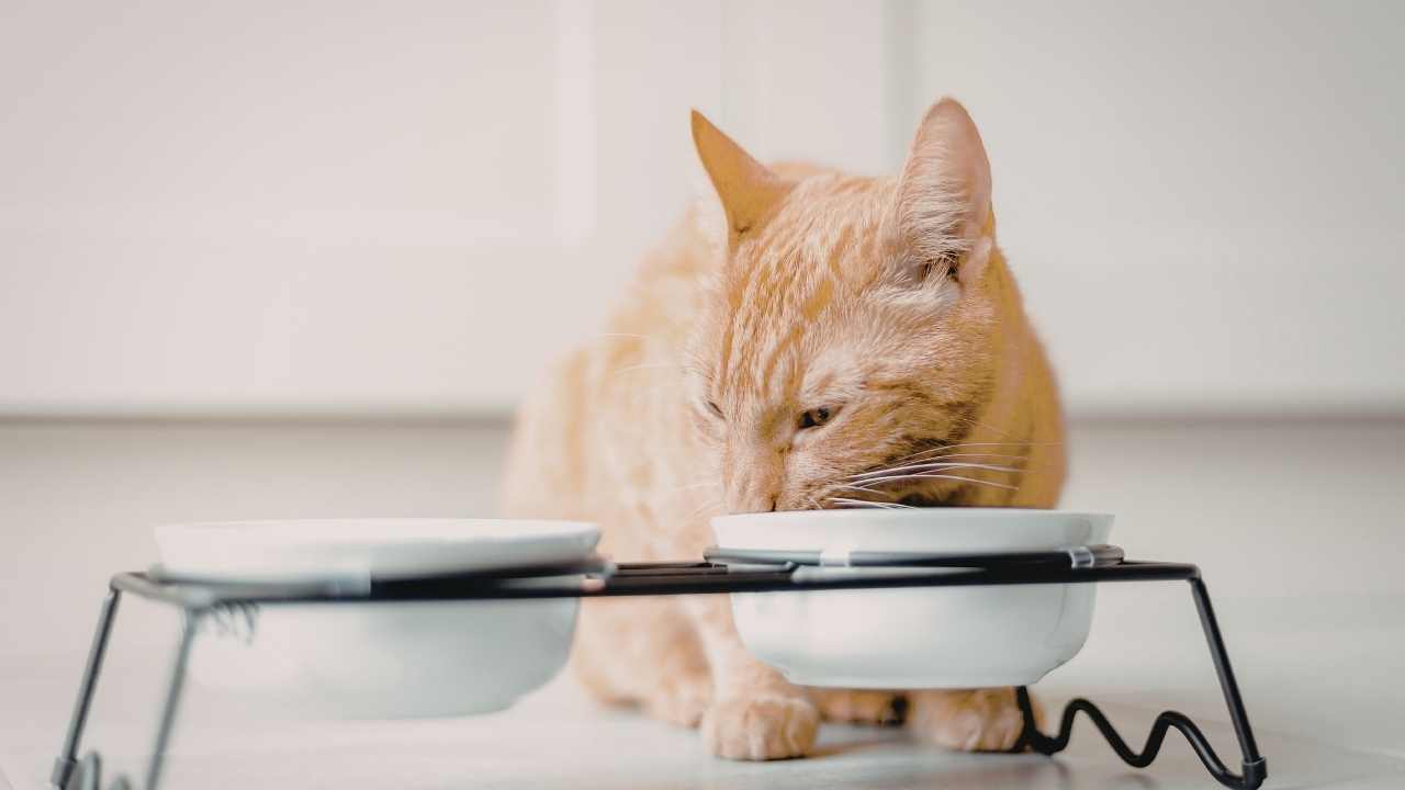 kedi yemek yiyor