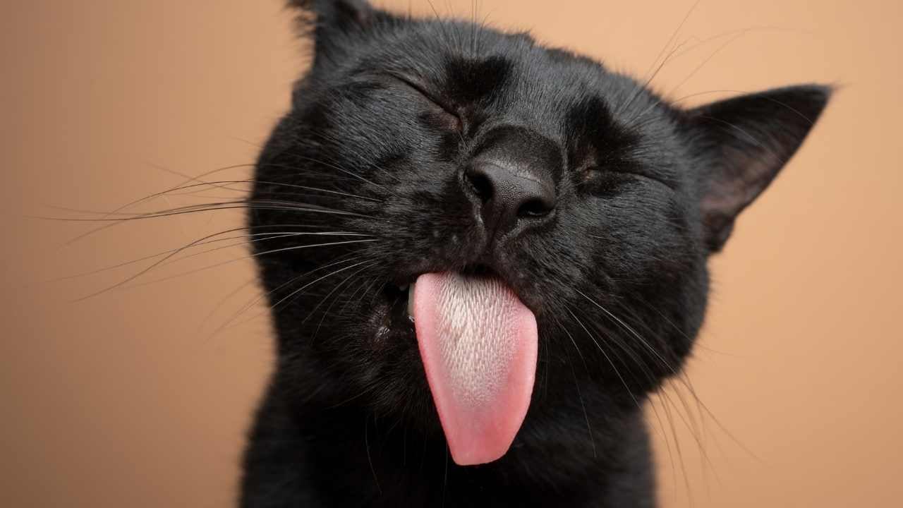 siyah kedi ve Kedi Dili