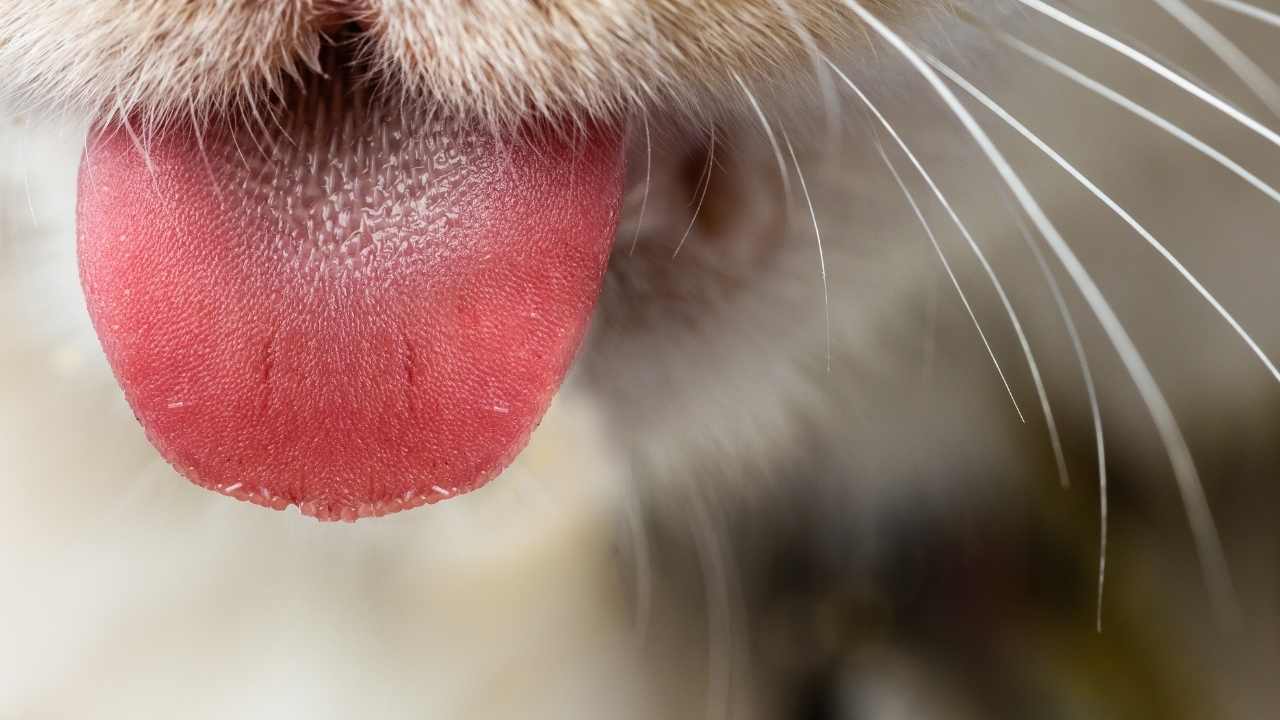Kedi Dilindeki Papillalar