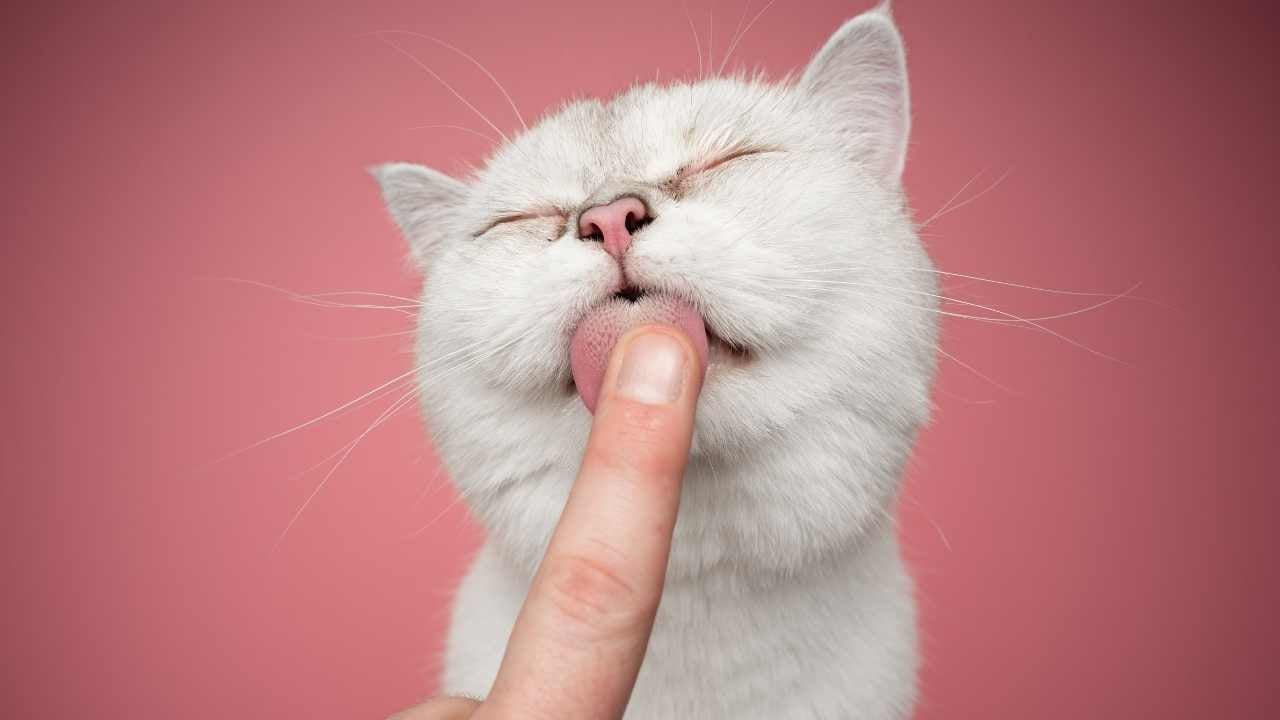 kedi adamın parmağını yalıyor