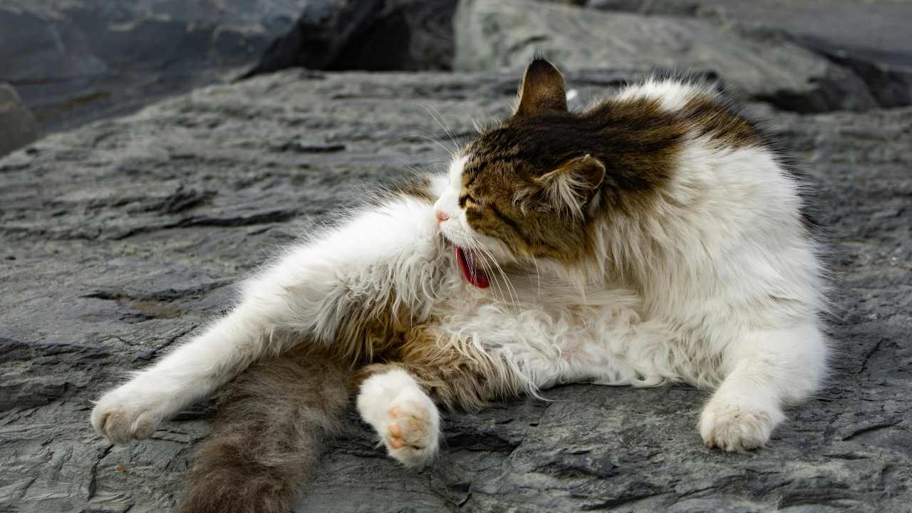 kedi, dili sayesinde taranıyor