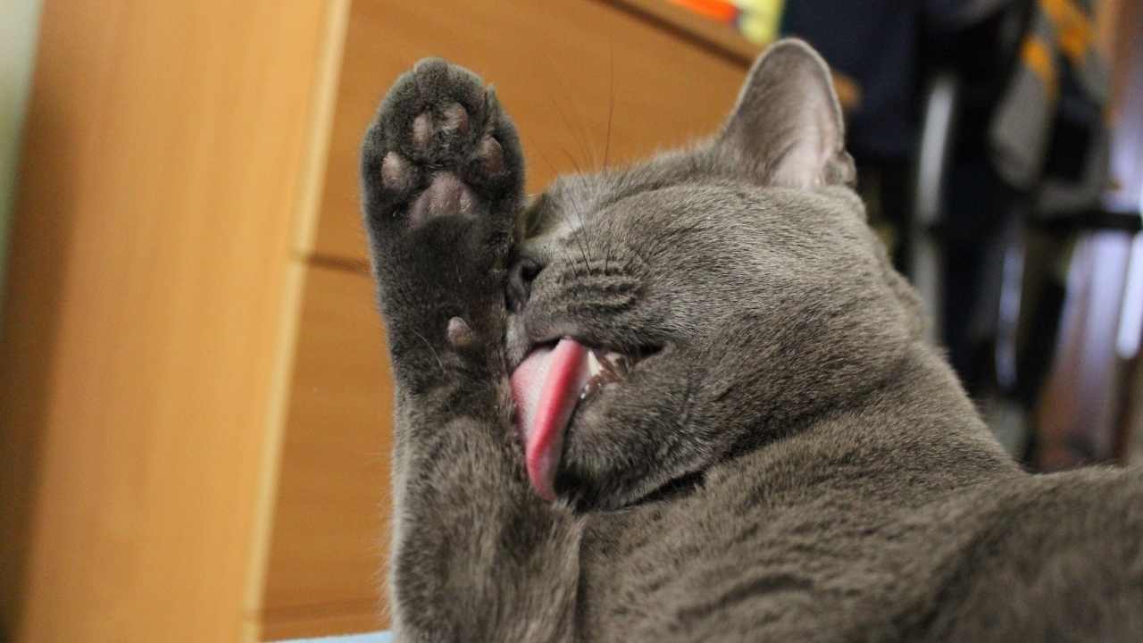 kedi, dili sayesinde serinliyor