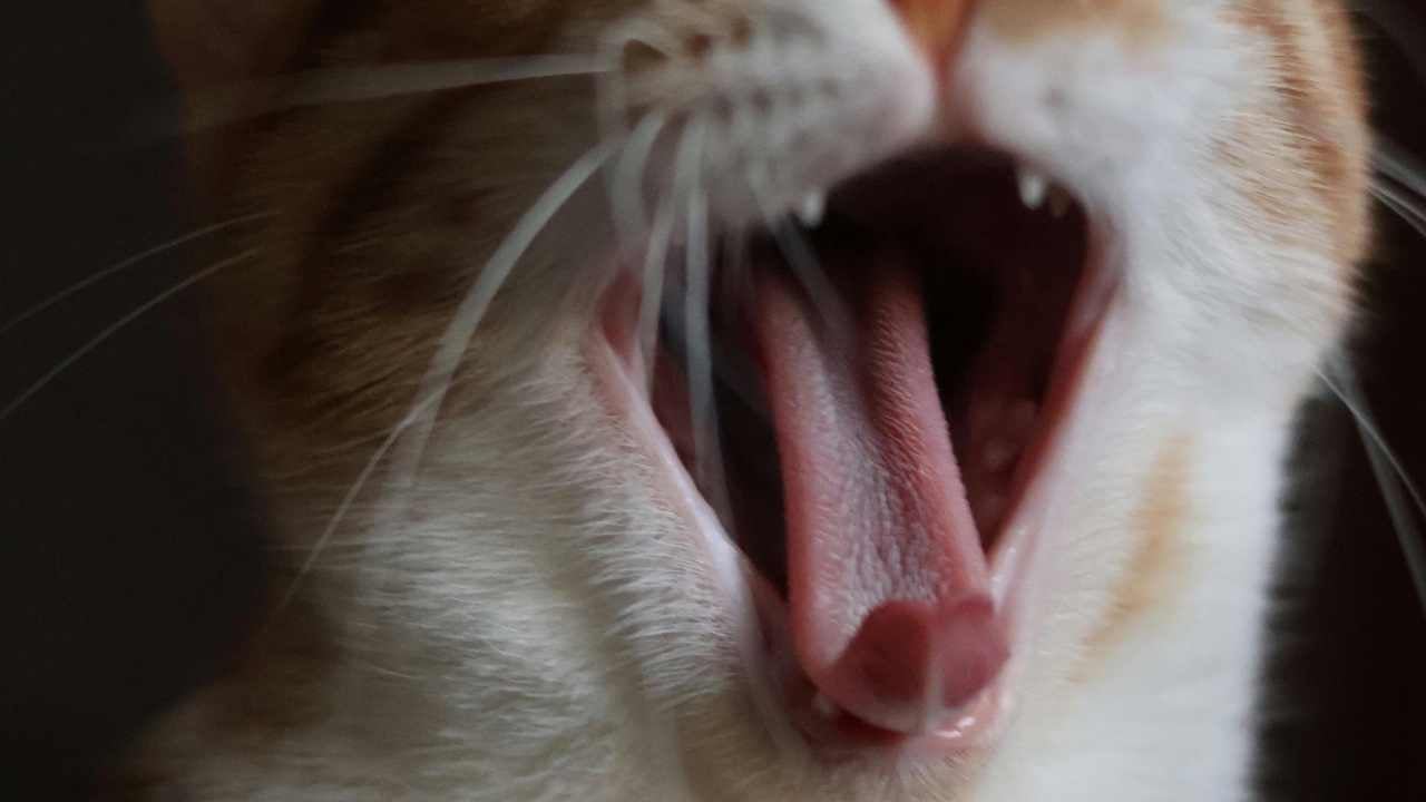 kedi esniyor