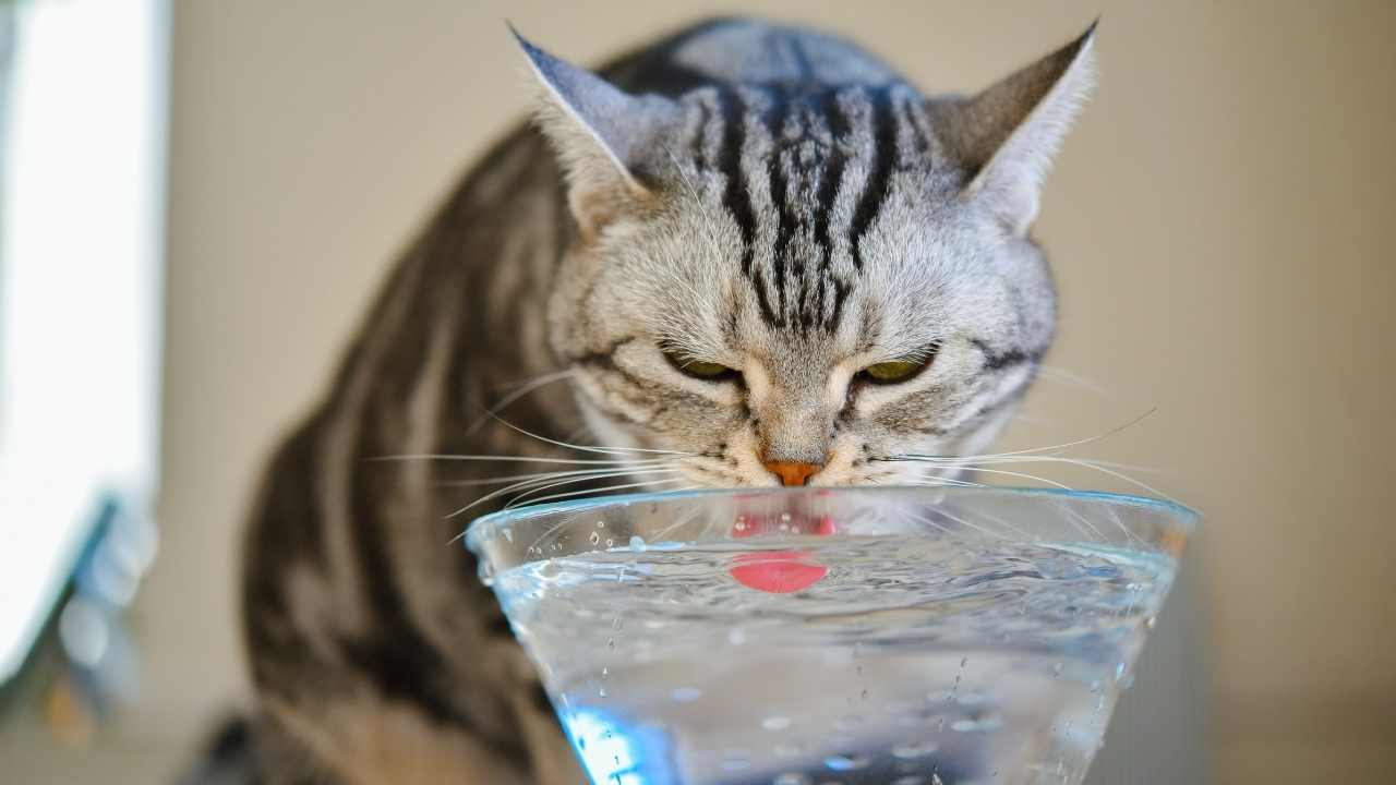 kedi kaseden su içiyor
