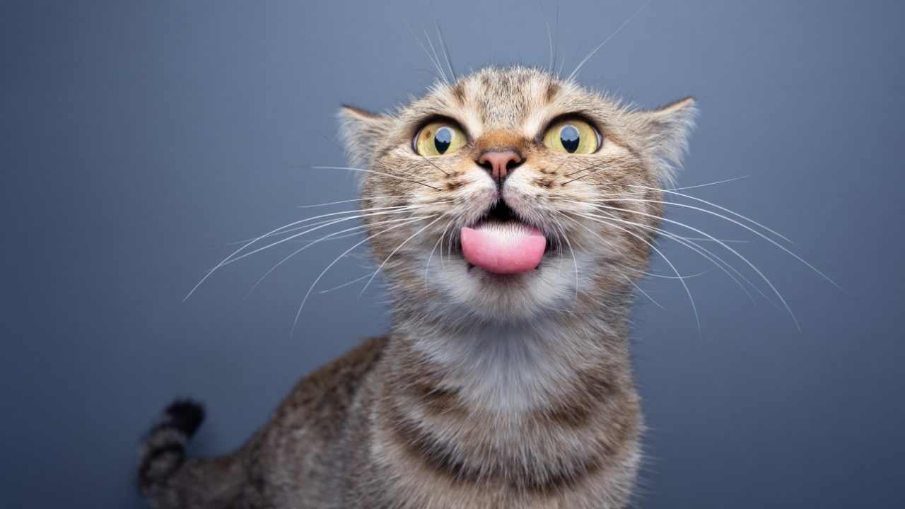 tekir kedi ve dili