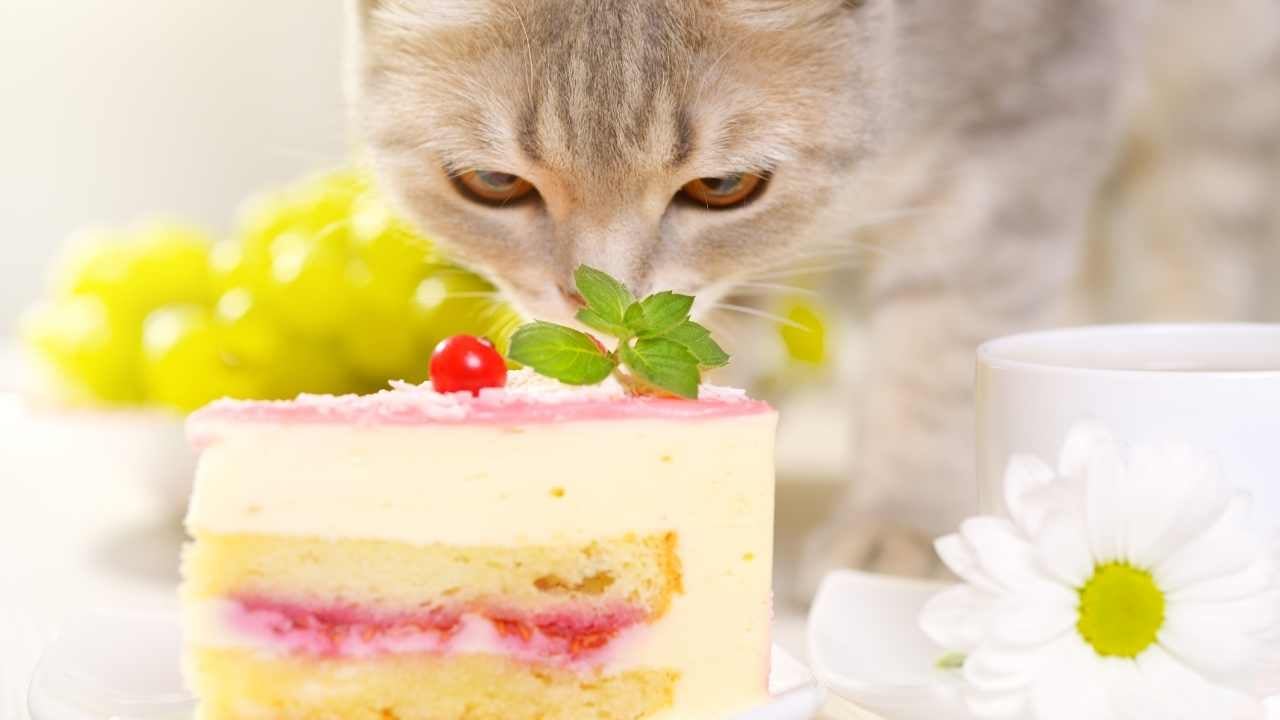kedi pastayı kokluyor