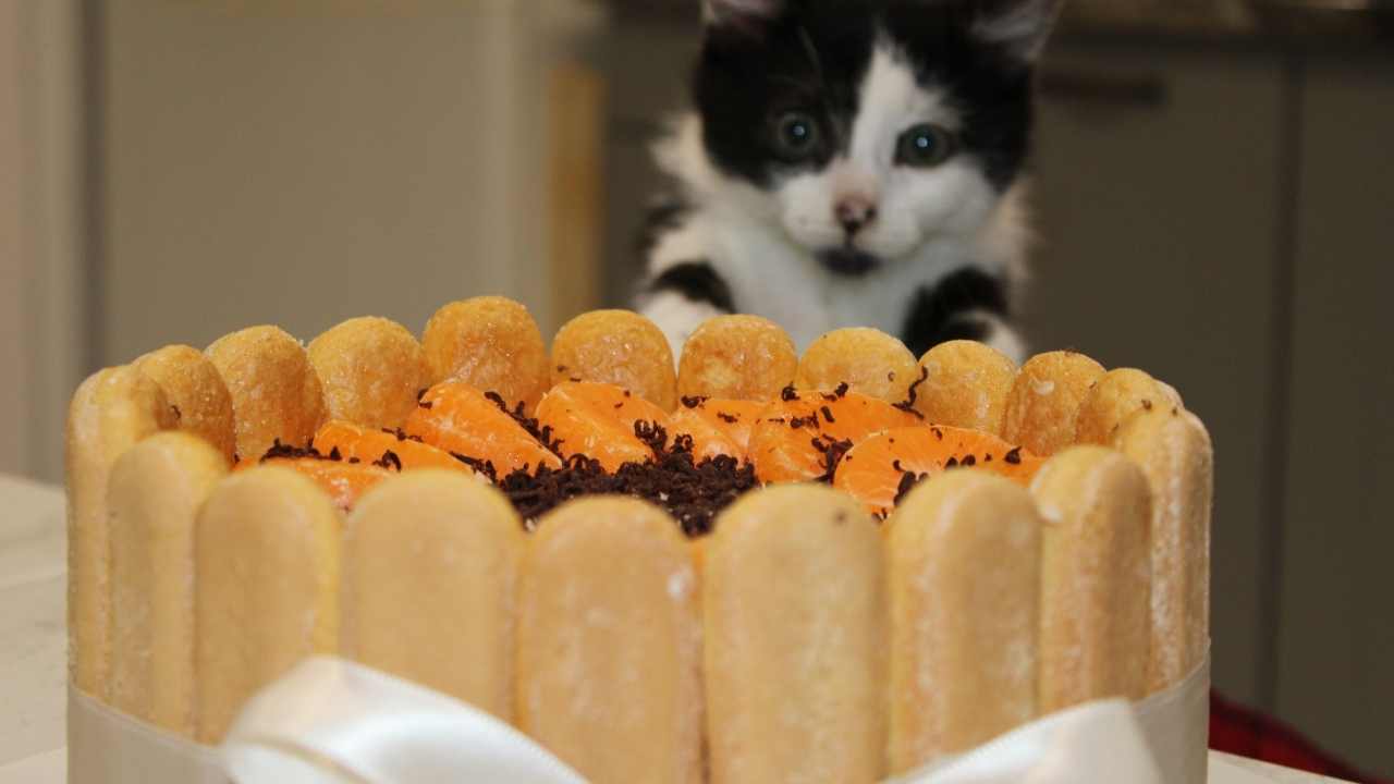kedidili pasta ve bir kedi