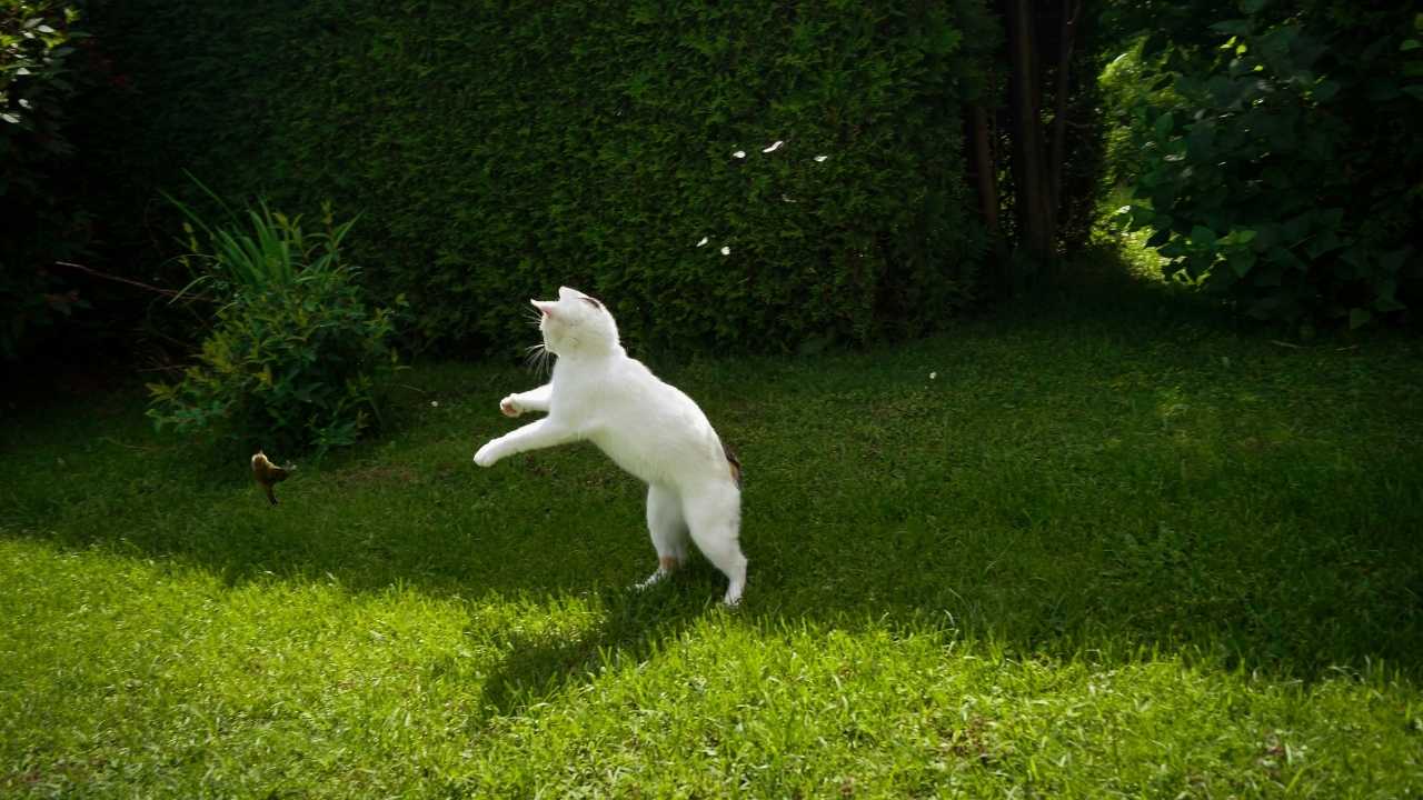 beyaz kedi bahçede oyun oynuyor