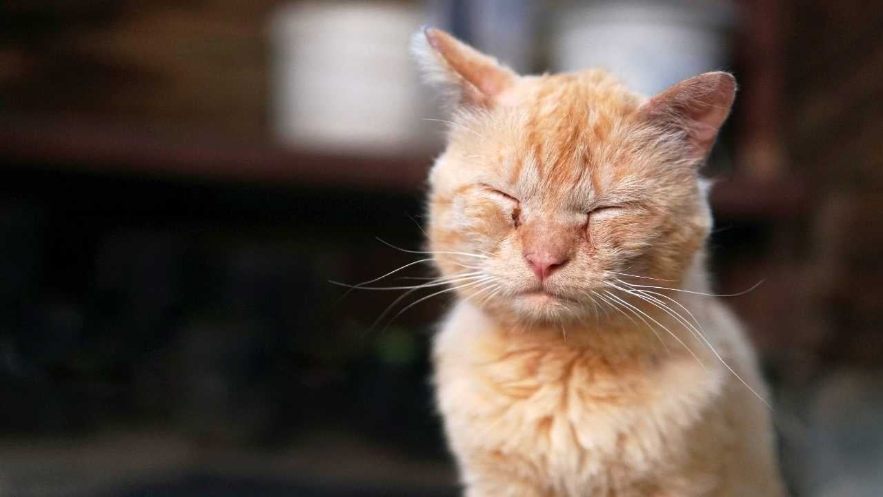 hasta bir sarı kedi
