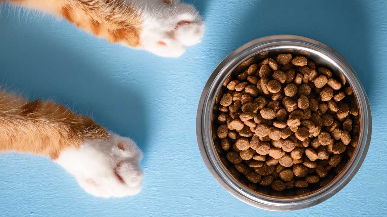 sarman kedi patileri ve mama kabında kedi maması