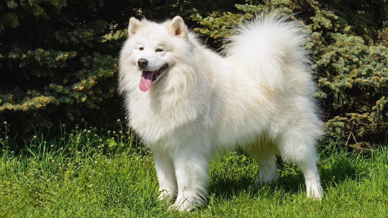 çimlerde sevimli Samoyed Köpek