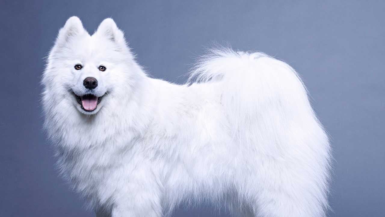 mavi arkaplanda Samoyed Köpek