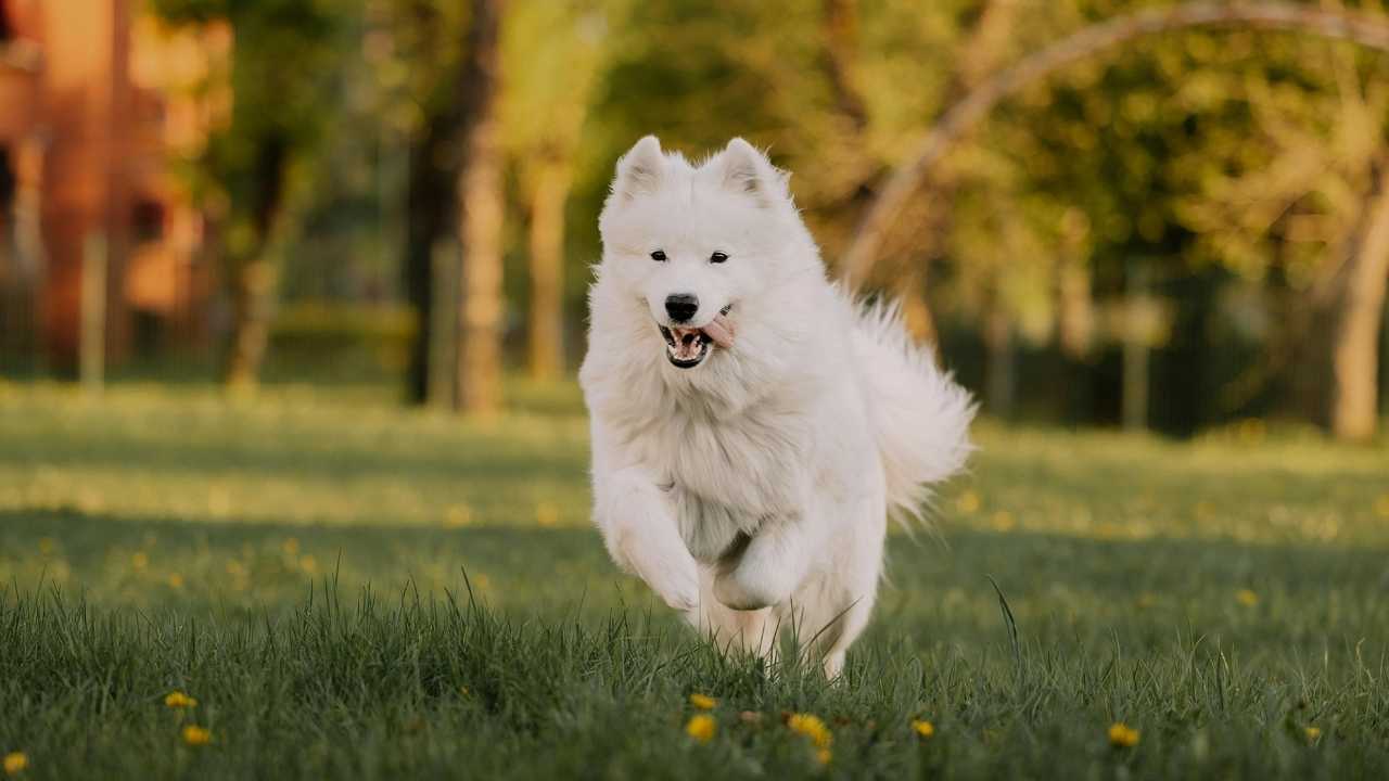 koşan ve dili dışarıda Samoyed Köpek