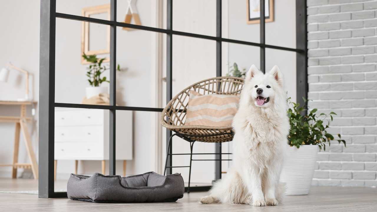 evin içinde Samoyed Köpek