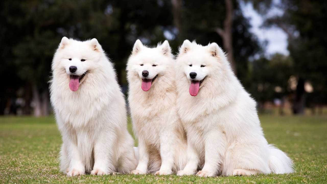 üç sevimli Samoyed Köpek