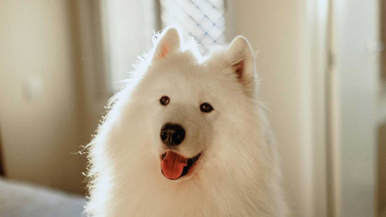 odada oturan Samoyed Köpek