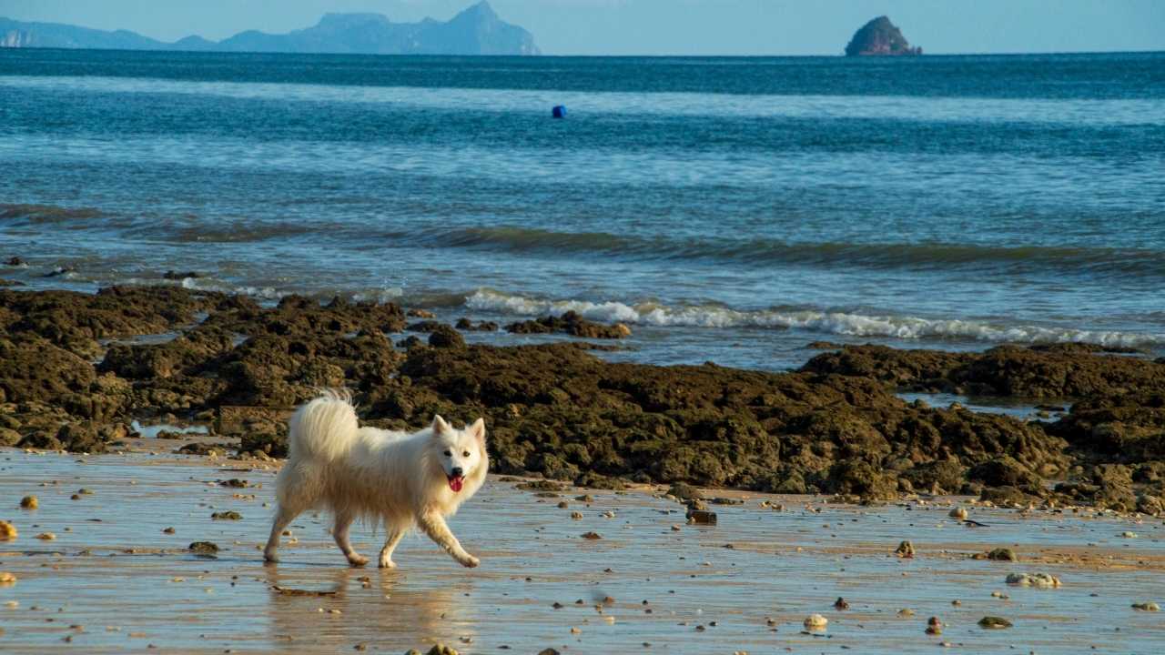 deniz kenarında yürüyen Samoyed Köpek