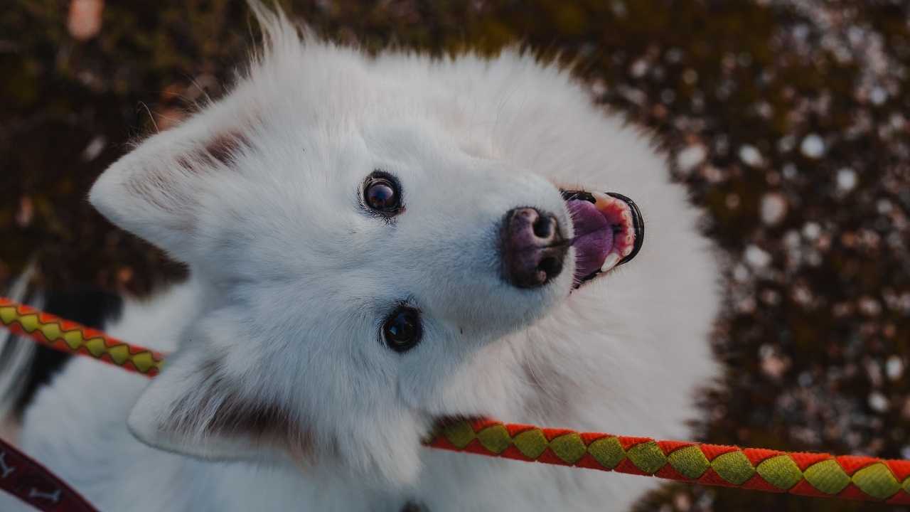 kameraya bakan sevimli Samoyed Köpek