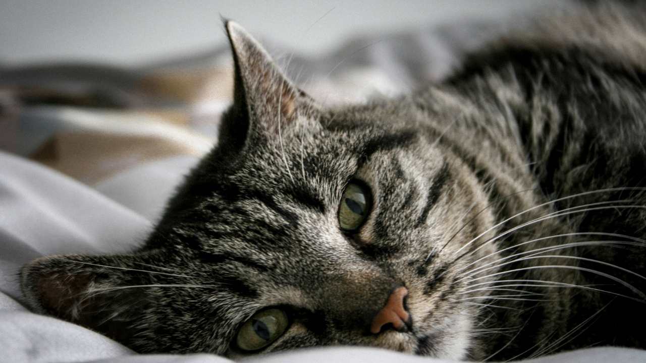 hasta bir kedi yatıyor