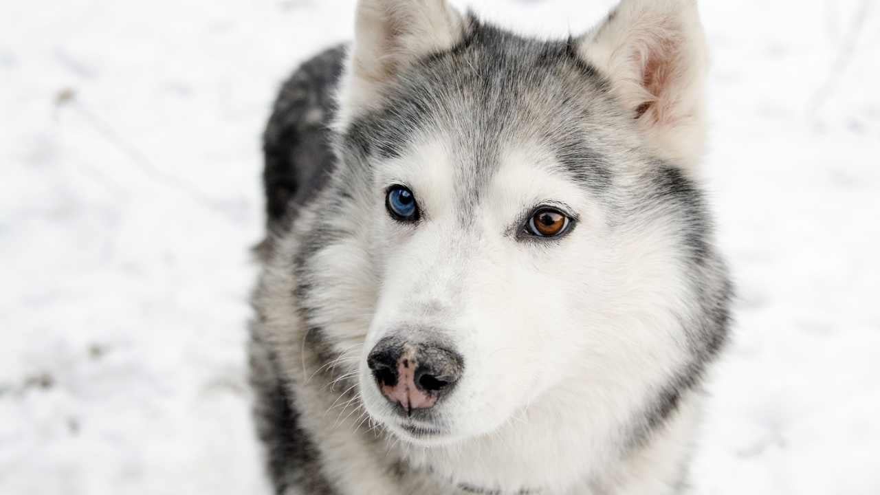 iki Renkli Gözlü bir Köpek