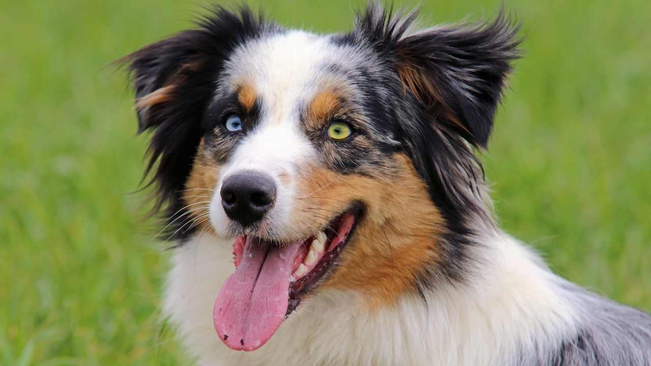 çift renkli Avustralya Çoban Köpeği