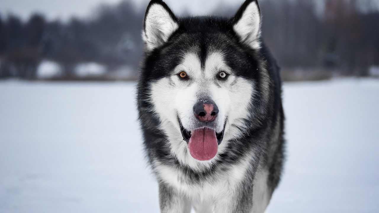 çift renkli gözlü Alaska Kurdu