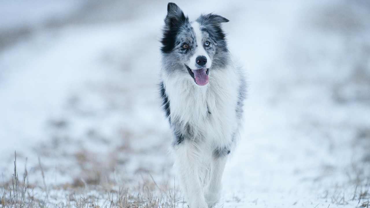 çift renkli gözlü Border Collie