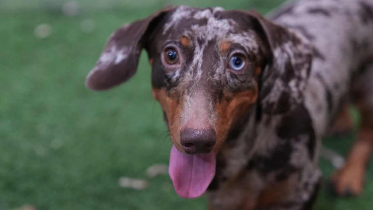 çift renkli gözlü Dachshund