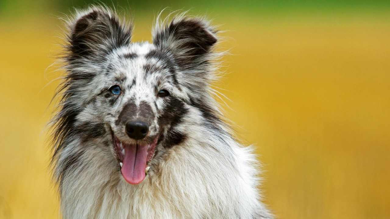 çift renkli gözlü Shetland Çoban Köpeği