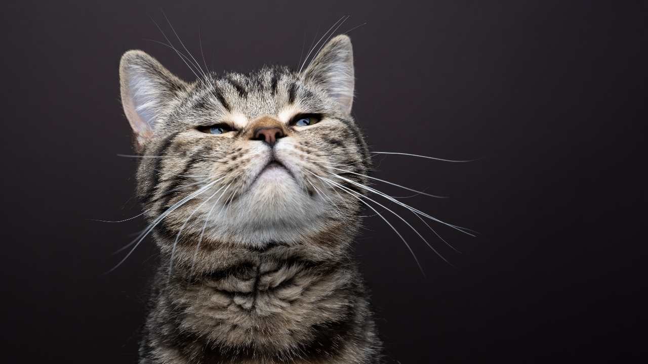 memnuniyetsiz bir kedi