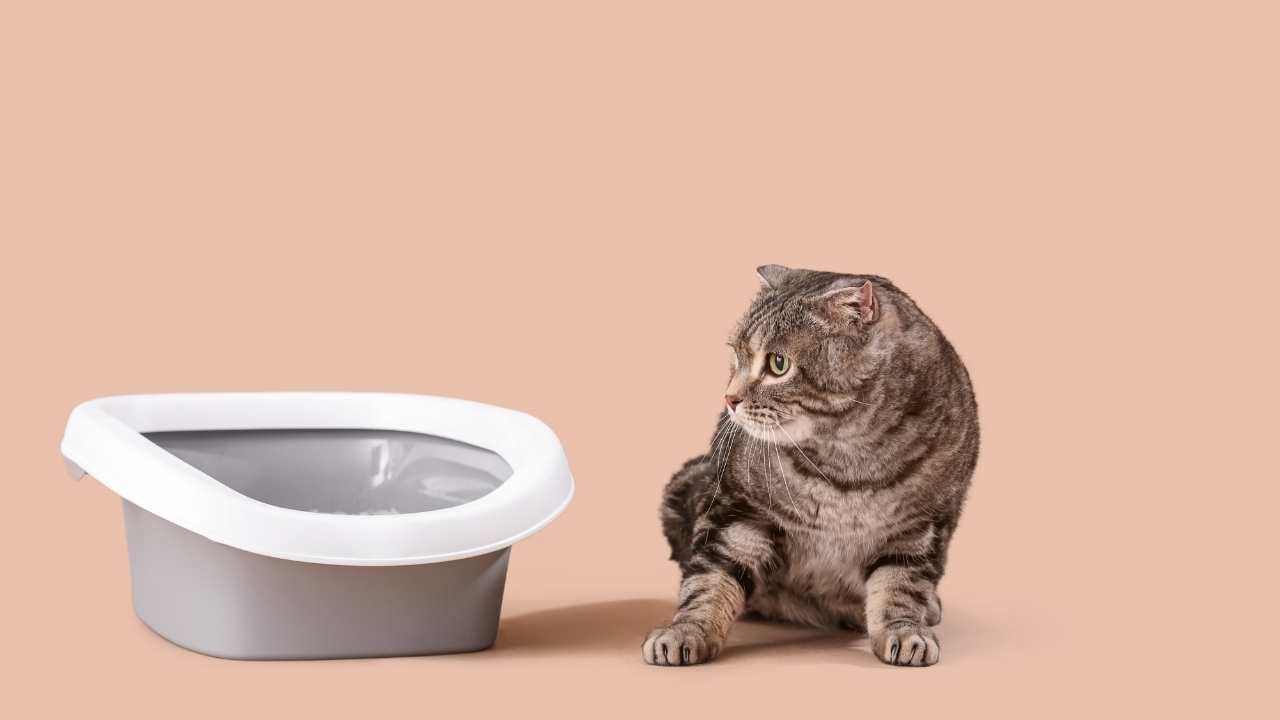 kedi ve kum kabı