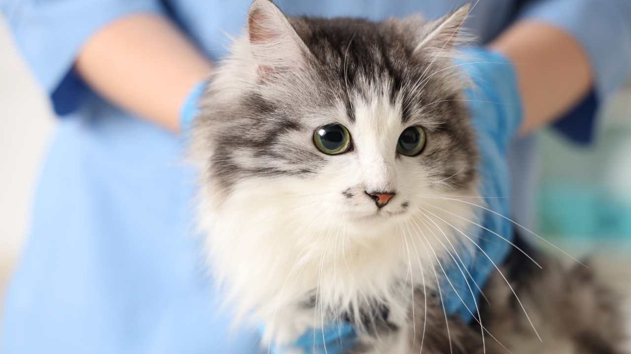 veterinerde bir kedi