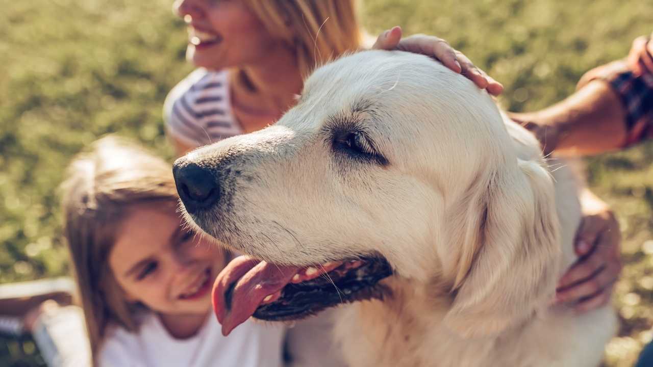 mutlu bir köpek ve ailesi
