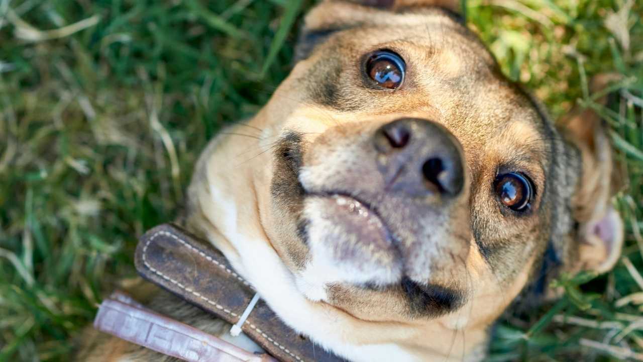 yumuşak bakışlı bir köpek