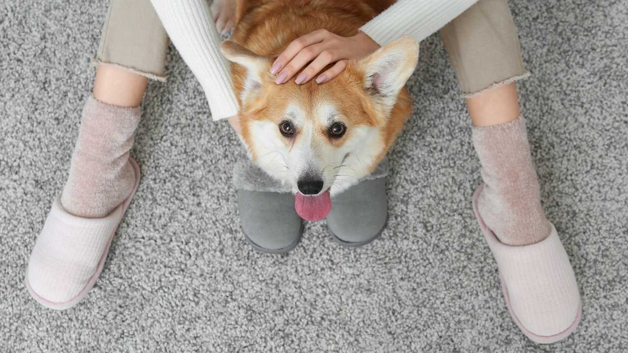 kadın köpeğini seviyor