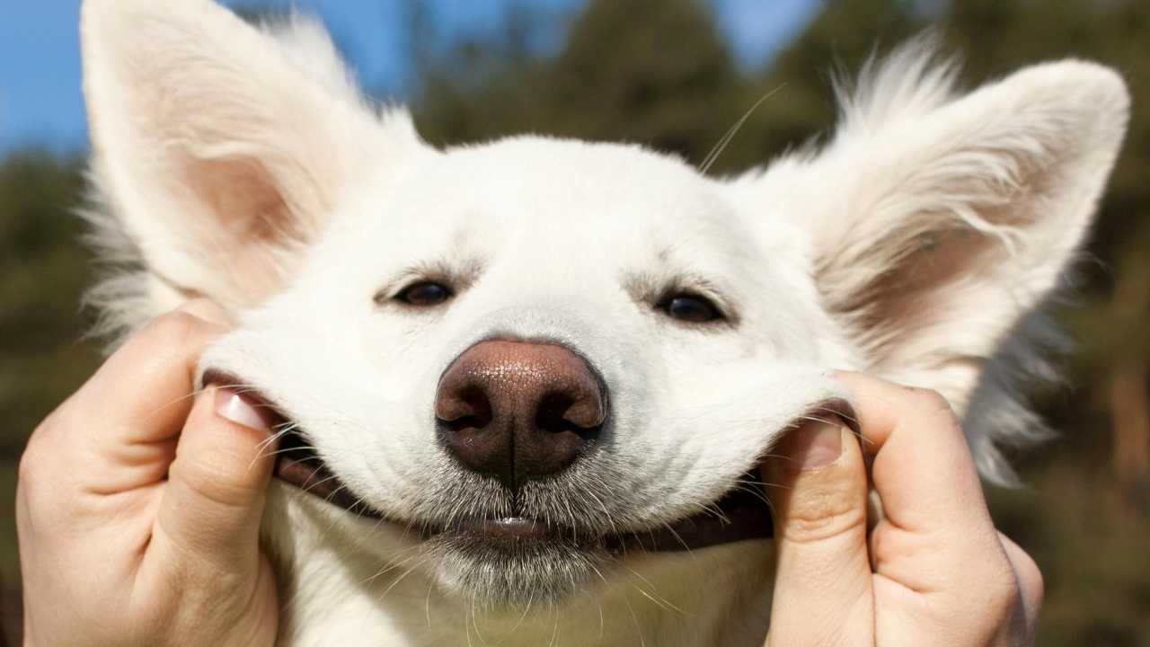 adam köpeğini gülümsetiyor