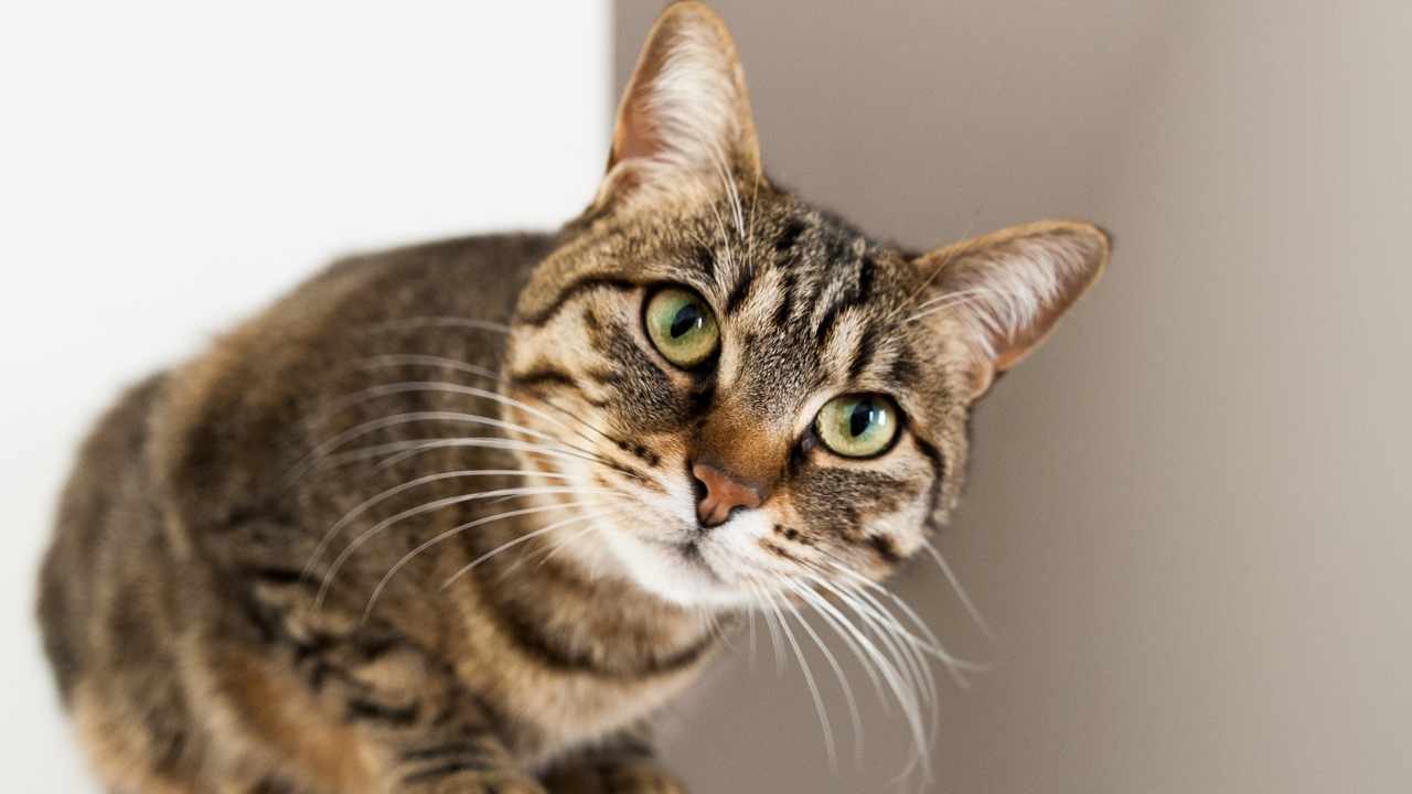 tekir kedi boşluğa bakıyor