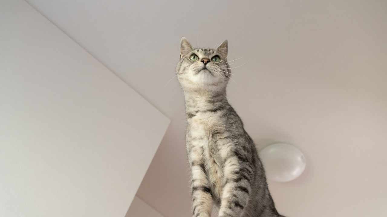 kedi bir şeyleri dinliyor