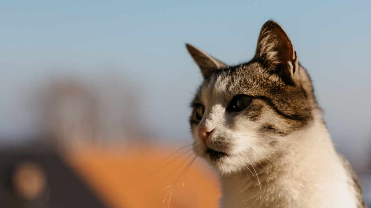 kedi bir yere bakıyor