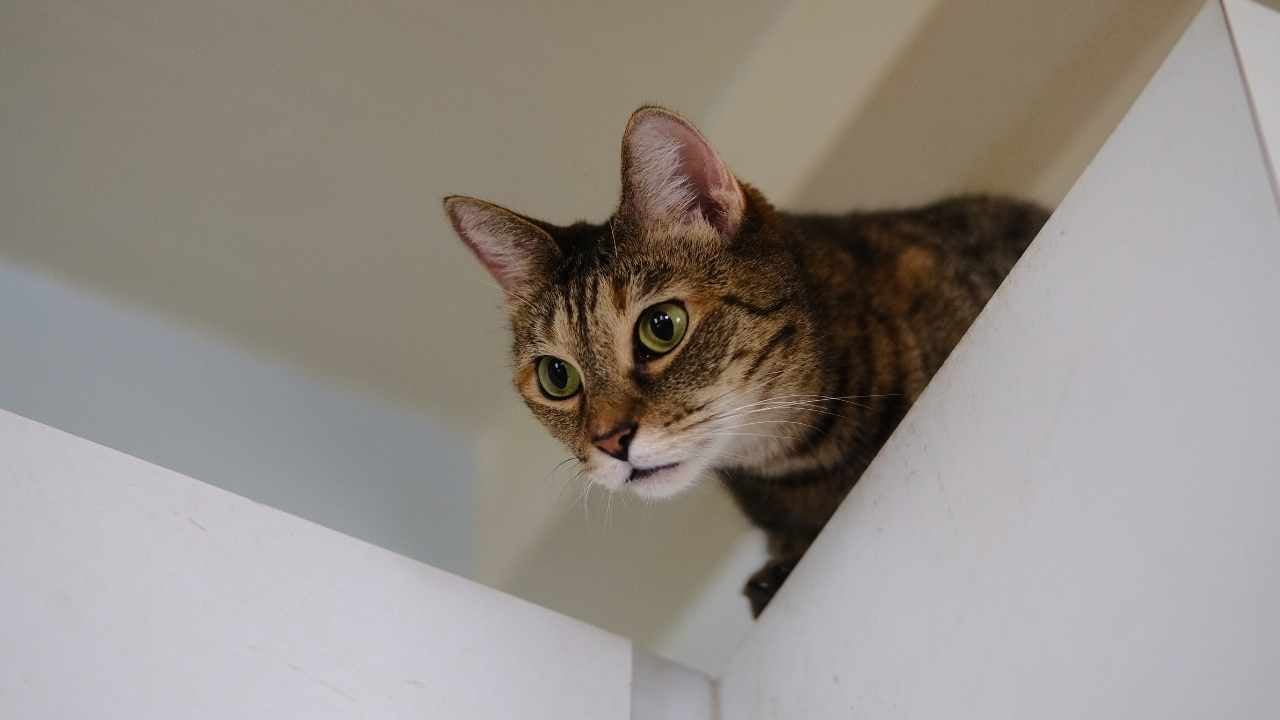 kedi kapının üzerinden yere bakıyor