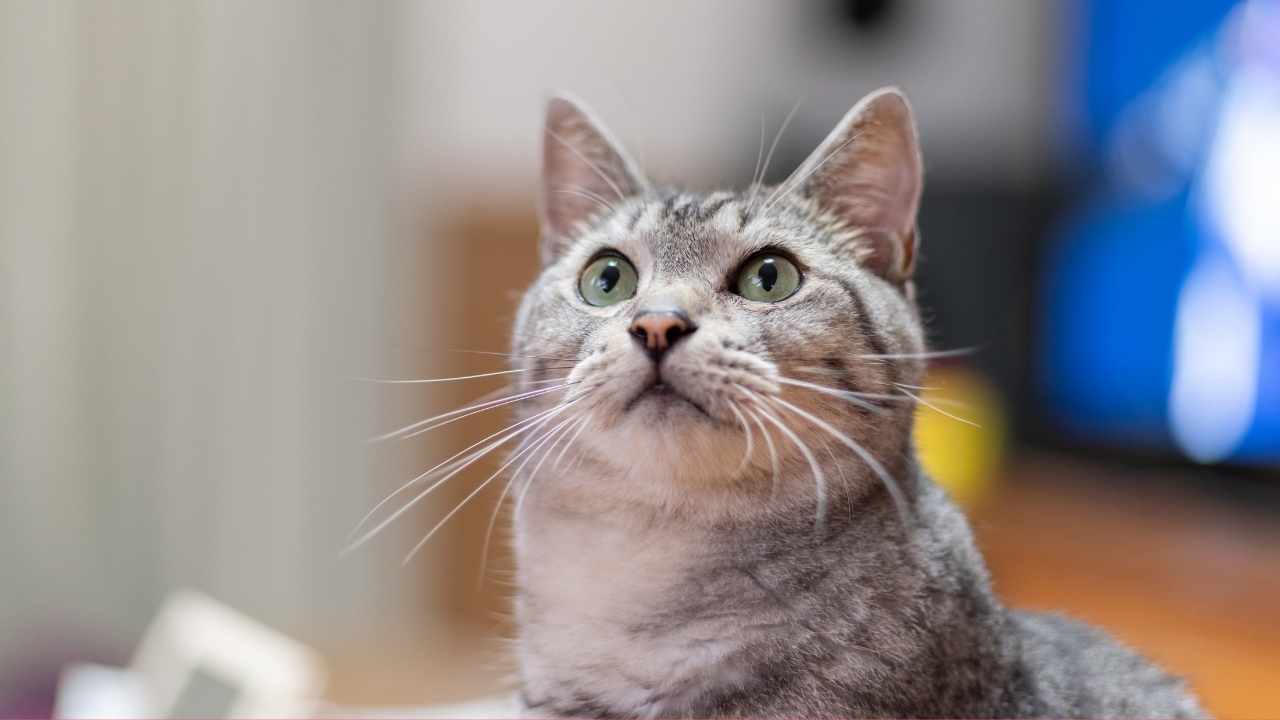 kedi havaya bakıyor