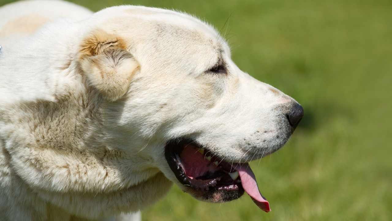 Orta Asya Çoban Köpeği 