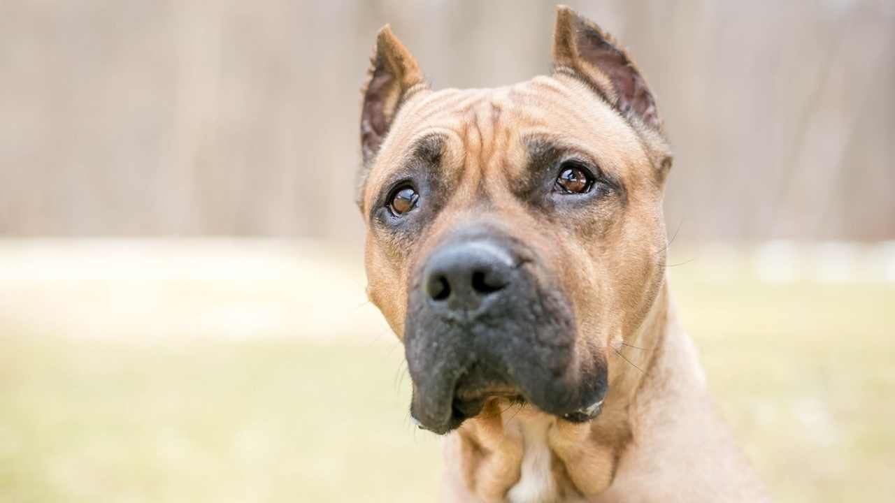 Presa Canario