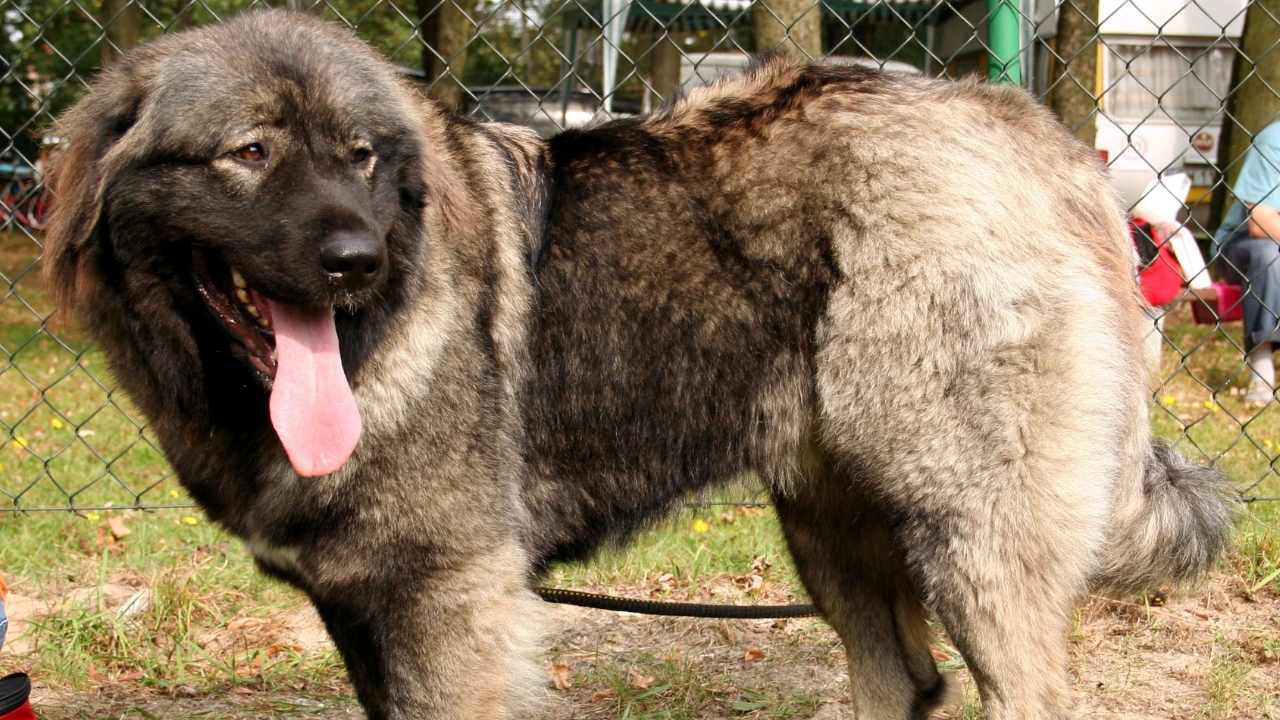 Kafkas Çoban Köpeği