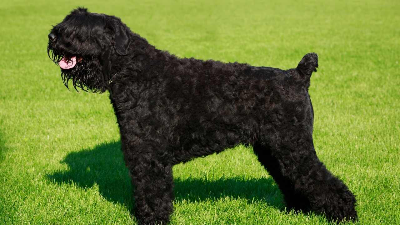 Siyah Rus Terrier 
