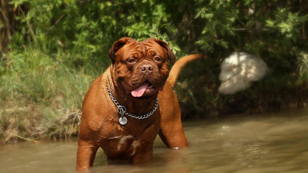 Dogue de Bordeaux