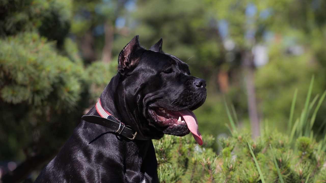Cane Corso
