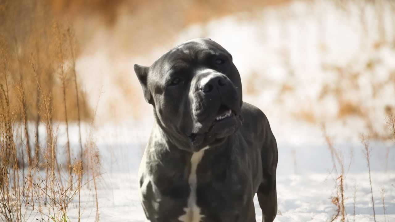 Bandogge Mastif