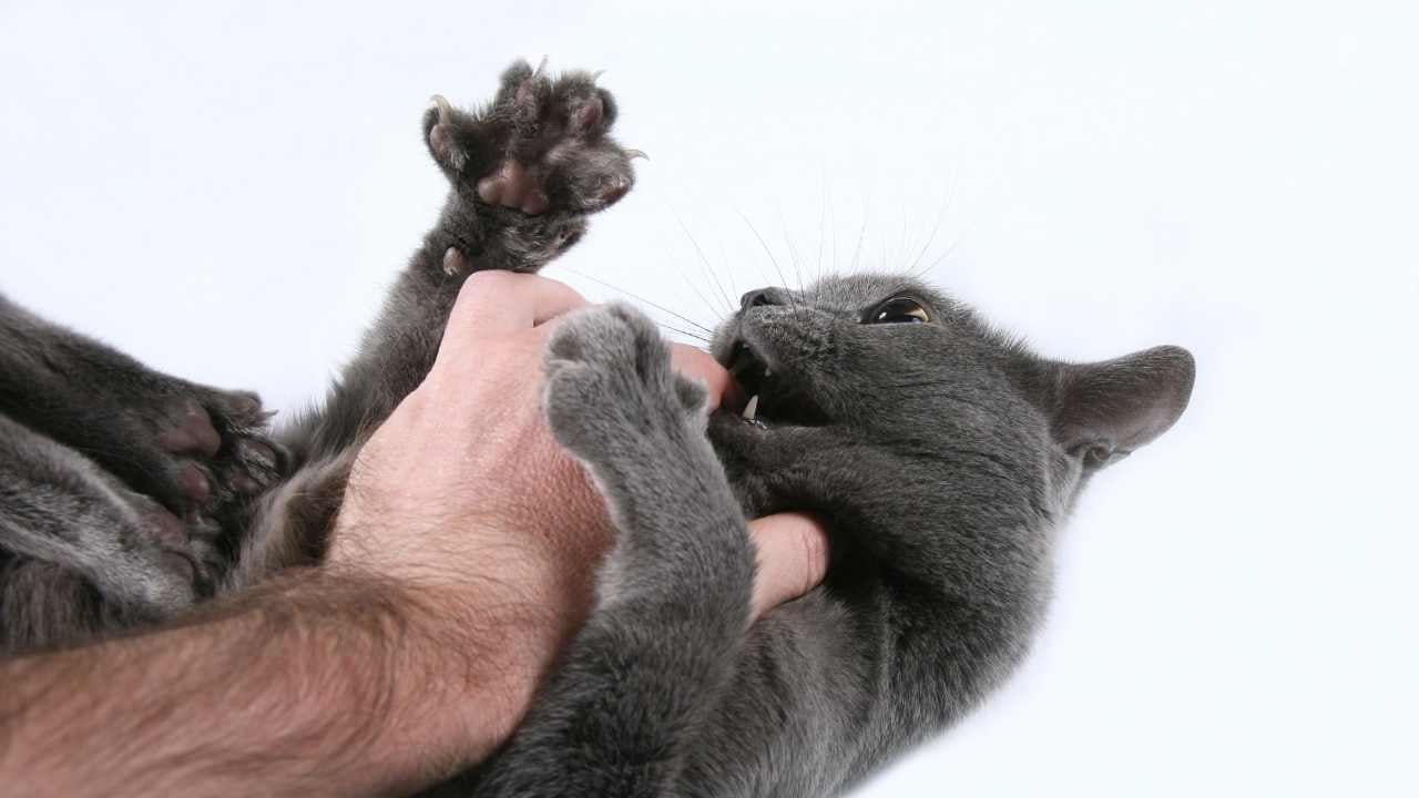 gri kedi adamın eline saldırıyor